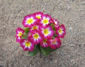 海棠：吸收污染， 美化环境