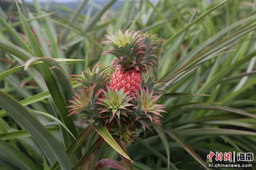 “菠萝：是树？还是独特热带植物？”