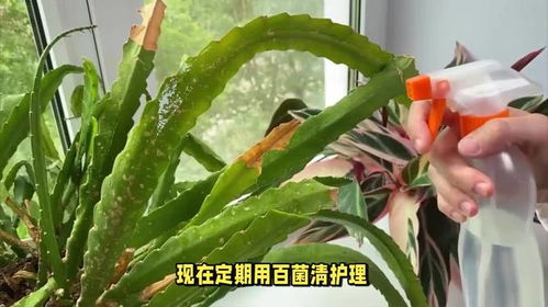 百菌清如何使用