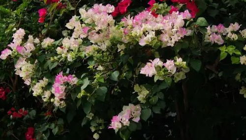 紫薇：百日红，耐造的红颜