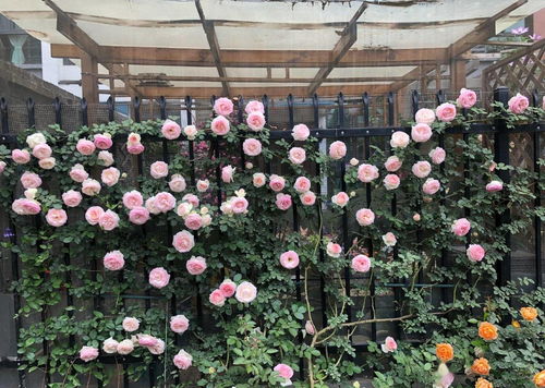 阳台养护小技巧， 开花又好堪