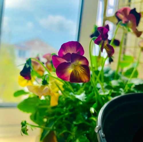 二、 新手友好的五大耐寒花卉