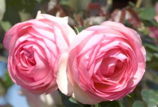 玫瑰芽的红色之谜