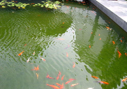 鱼池边绿化植物选择