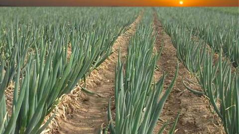 芹菜的病虫害， 我有办法