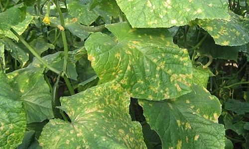 瓜类作物病害的烦恼