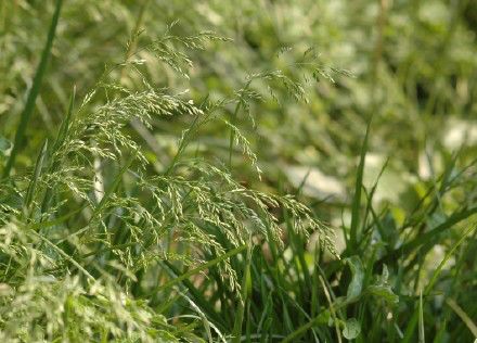 夏季种植草的乐趣：三伏天也嫩绿意盎然