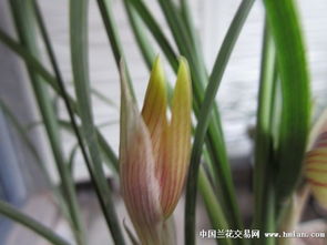 移栽兰花需选阴天，带土球