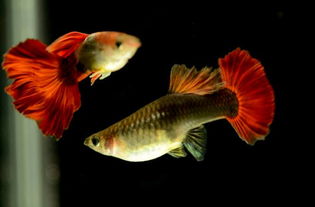 孔雀鱼养殖需注意水质、温度、饲料等