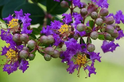 揭秘：红蓝雪花，同种异名还是不同物种？