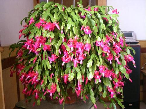 秋天蟹爪兰爆花小窍门，让你家的蟹爪兰美翻天！