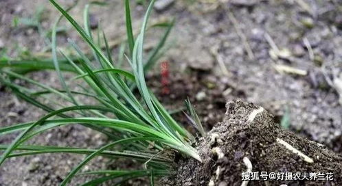 硬质料种植兰花，如何浇透而不伤根