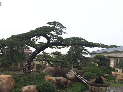 造型罗汉松，价格几何？