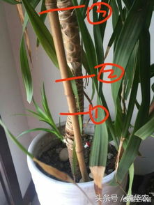 侧芽生长，是好事还是坏事？