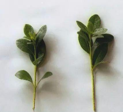 花后修剪是持续开花的秘诀