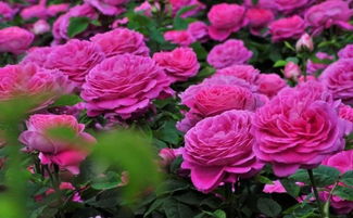 月季园里的花海世界