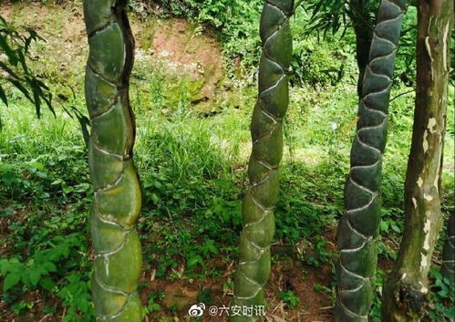 竹子病虫害防治，这些农药来帮忙！