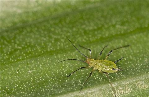 不打农药，蚜虫Neng被彻底清除吗？