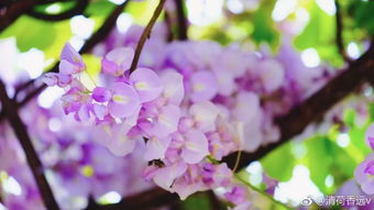 紫藤种下快一个月了还没发芽，急死个人了！