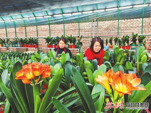 公路中间花基种植指南：新手如何选择植物品种和养护方法？