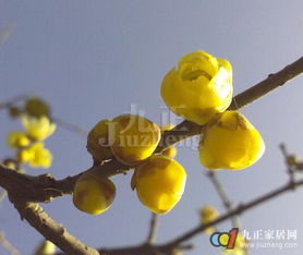 腊梅的光照与通风