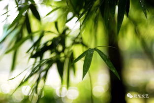 竹影摇曳非竹树，见过吗