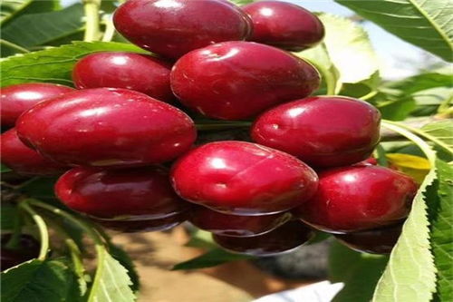 红薯藤如何保存到第二年种植