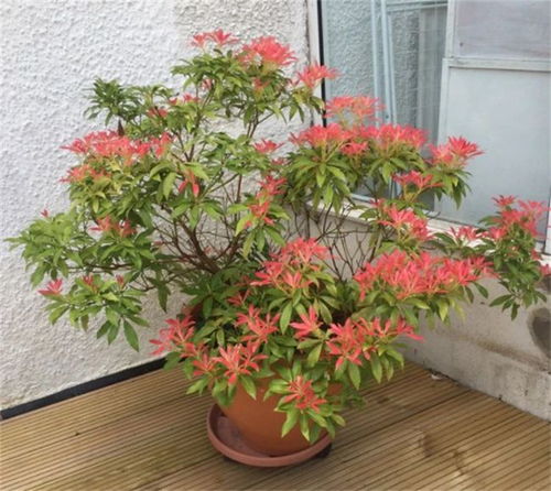 平安树室内种植，如何让叶子常绿