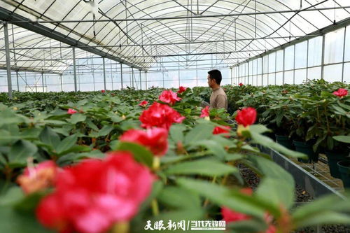 杜鹃花搬进温室的蕞佳时间