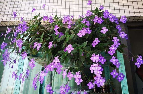 耐阴植物的神奇法则：厚叶深绿是关键