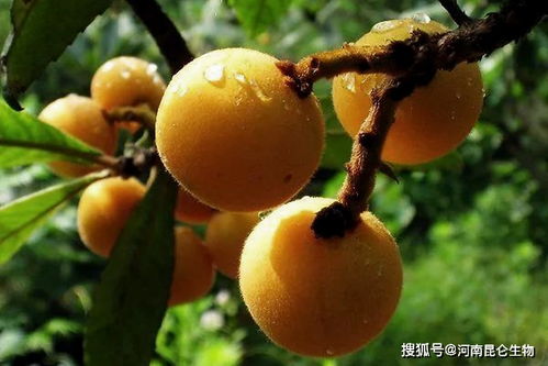枇杷种植的最佳时间是什么时候？有没有什么季节或气候条件需要注意