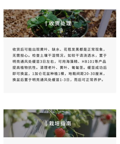 三步指南：轻松养护，让三层金钱榕茁壮成长！