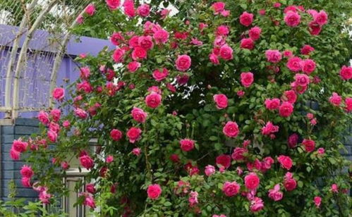 种植爬藤花卉的乐趣