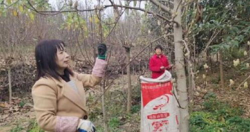 南召县皇后乡苗木电商致富，如何利用电商平台实现苗木销售增长？