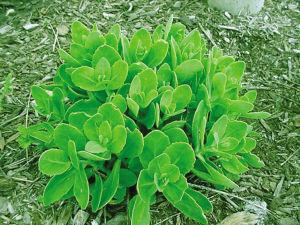 叶片形状与边缘的对比