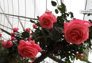 冬季修剪，为来年Zuo准备