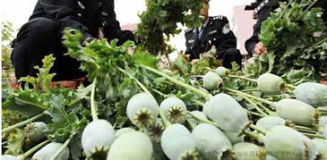 如何种植旱金莲花：春季种植技巧