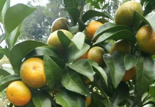 沙糖桔、 马水桔的特殊处理