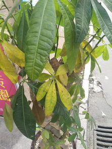 “水涝致发财树腐烂，如何急救