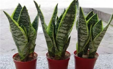 修根后多菌灵怎么用？