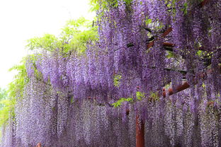 《紫藤萝瀑布》中的紫藤萝：一个guan与生命与国家的寓言