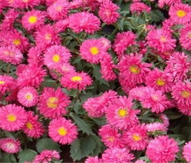 康乃馨， 香气袭人