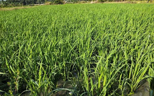 乙草胺：水稻田的“好朋友”还是“坏朋友”？