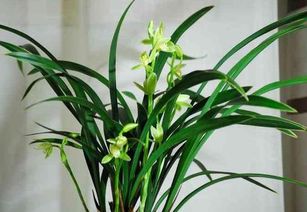 施肥频率与量控制