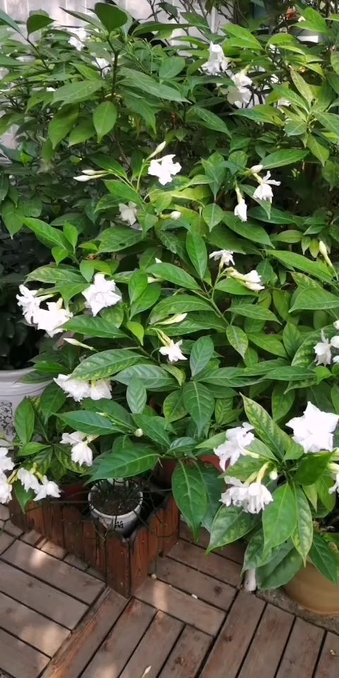 揭秘水晶茉莉落蕾之谜：自然规律还是养护不当？
