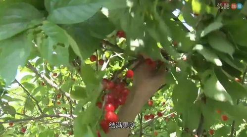 樱桃种子Neng长成后来啊树吗？揭秘种植大樱桃的奥秘