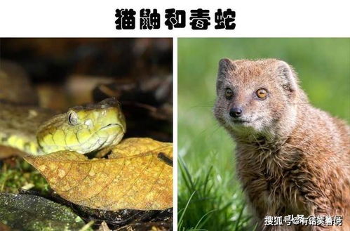 猫鼬不怕毒蛇，因其免疫系统能抵御蛇毒