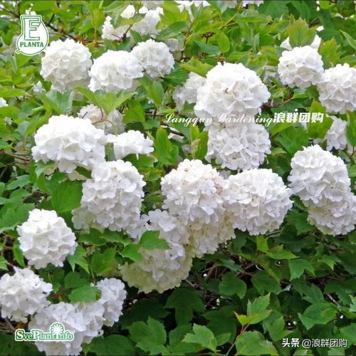 木绣球：花球大如绣球， 美得不要不要的