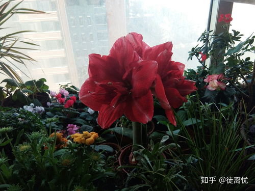 新手种植的“红色焦虑”