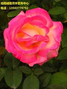 南阳月季， 苏宁易购为您揭晓价格之谜